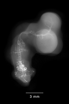 stage 28 chick embryo x-ray